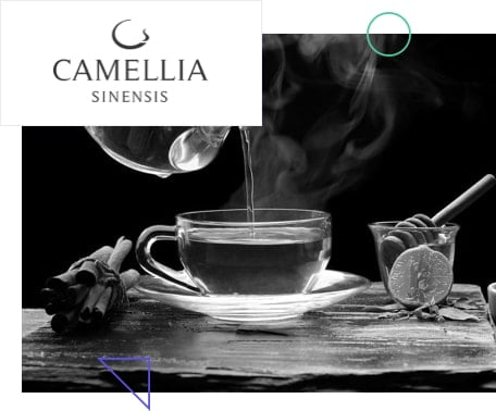 Camellia Sinensis